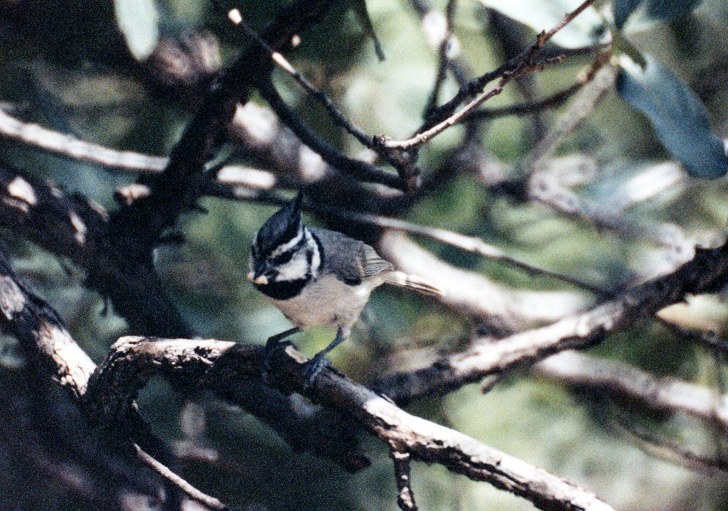 Titmouse, Bridled 2, ghi B01P49I04.jpg - Bridled Titmouse